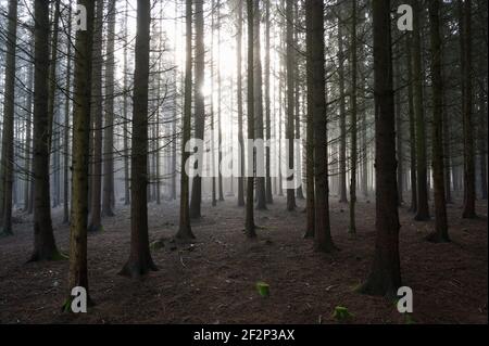 Fichtenwald im Morgennebel, Dezember, Spessart, Bayern, Stockfoto