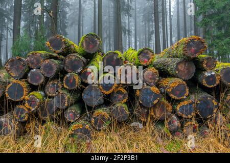 Baumstämme (Eichen) verrotten im Wald, Spessart, Hessen, Deutschland Stockfoto