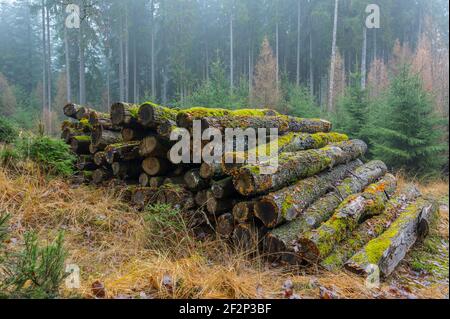 Baumstämme (Eichen) verrotten im Wald, Spessart, Hessen, Deutschland Stockfoto