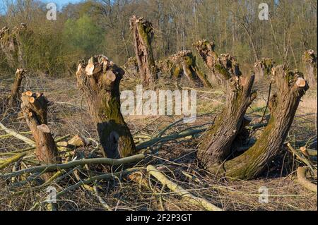 Pollard Weiden nach dem Beschneiden im Frühjahr, März, Hessen, Deutschland Stockfoto