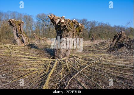 Pollard Weiden nach dem Beschneiden im Frühjahr, März, Hessen, Deutschland Stockfoto