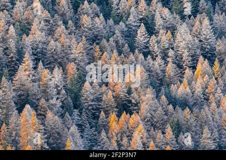 Lärche und Fichten im November, Gran Paradiso Nationalpark, Italien Stockfoto