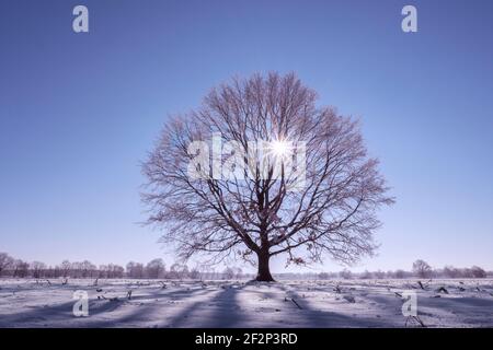 Die Sonne scheint durch einen mit Reif bedeckten Baum, der allein in einem schneebedeckten Feld mit einem klaren blauen Himmel steht Stockfoto