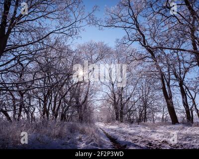 Die Sonne scheint durch die mit Raureif bedeckten Bäume, die einen winterlichen Feldweg säumen Stockfoto
