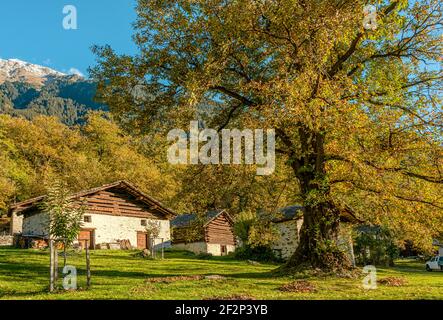 Uralter Kastanienwald im Bregaglia-Tal bei Soglio in Herbstfarben, Graubünden, Schweiz Stockfoto