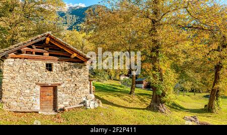 Uralter Kastanienwald im Bregaglia-Tal bei Soglio in Herbstfarben, Graubünden, Schweiz Stockfoto