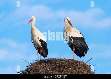 Weißstörche auf dem Nest, Hessen, Deutschland Stockfoto