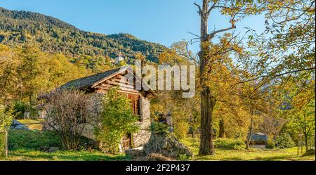 Uralter Kastanienwald im Bregaglia-Tal bei Soglio in Herbstfarben, Graubünden, Schweiz Stockfoto