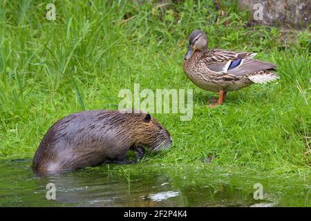 Nutria und Stockard am Ufer eines Teiches, Mai, Hessen, Deutschland Stockfoto