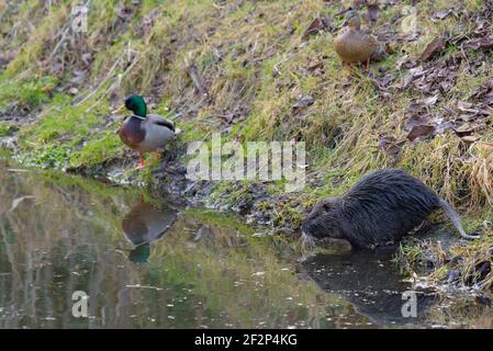 Nutria und Stockenten am Ufer eines Teiches, Februar, Hessen, Deutschland Stockfoto