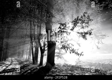 Waldweg im Winter mit Schnee neben einem landwirtschaftlichen Bereich, die Sonne scheint durch die Äste der Bäume, Eichen am Wegesrand, leichter Nebel auf der Nutzfläche Stockfoto