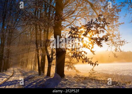 Waldweg im Winter mit Schnee neben einem landwirtschaftlichen Bereich, die Sonne scheint durch die Äste der Bäume, Eichen am Wegesrand, leichter Nebel auf der Nutzfläche Stockfoto