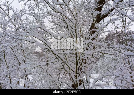 Kleiner junger Robinienbaum im Winter in Deutschland, mit Schnee bedeckte Äste Stockfoto