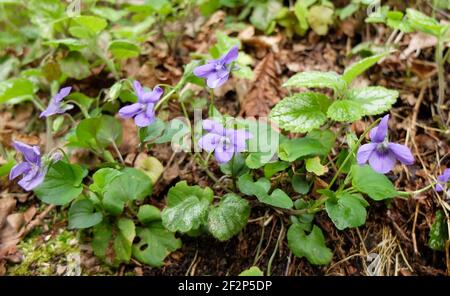 Duftende Veilchen (Viola odorata) Stockfoto