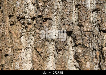 Alte Holz Baum Textur Hintergrundmuster. Nahaufnahme Stockfoto