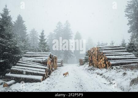 Winterwanderung auf dem kleinen Feldberg im Taunus Stockfoto