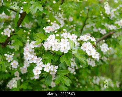 Der Weißdorn (Crataegus monogyna) blüht Stockfoto