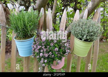 Rosmarin, Bohnenkraut und Thymian hängen in Töpfen am Zaun Stockfoto