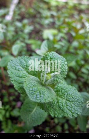 Apfel Minze Bowles, Mentha X rotundifolia, Apfelminze Bowles, Mentha X