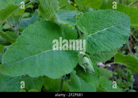 Clary Sage (Salvia sclarea) mit Knospe Stockfoto