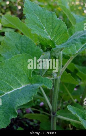 Clary Sage (Salvia sclarea) mit Knospe Stockfoto