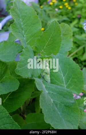 Clary Sage (Salvia sclarea) mit Knospe Stockfoto