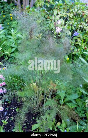 Bronzefenchel 'Purpureum' (Foeniculum vulgare) Stockfoto