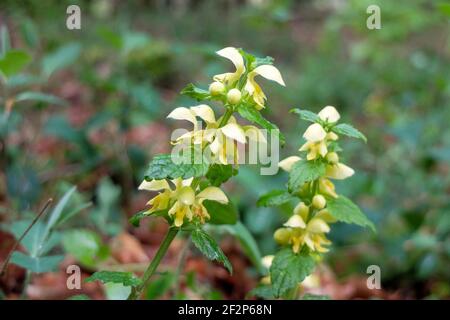 Die gewöhnliche goldene Brennnessel (Lamium galeobdolon, Galeobdolon luteum) Stockfoto