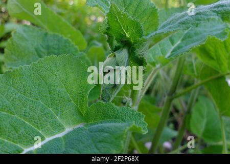 Clary Sage (Salvia sclarea) mit Knospe Stockfoto