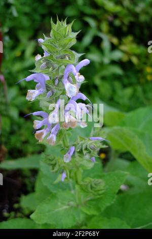 Salbei (Salvia sclarea) mit Blume Stockfoto