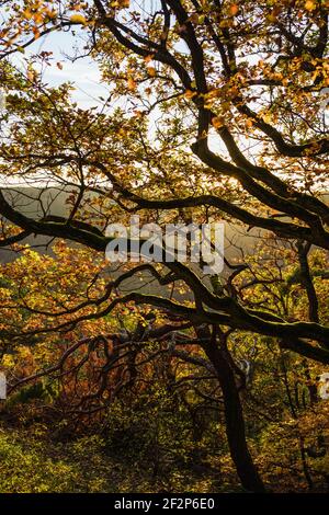 Spaziergang zur Burgruine Rossel im Rheingau Stockfoto