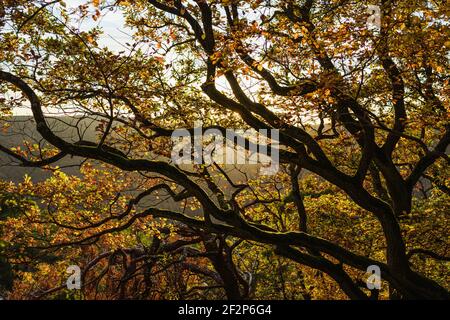 Spaziergang zur Burgruine Rossel im Rheingau Stockfoto