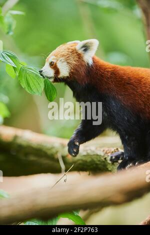 Westlicher kleiner Panda, Ailurus fulgens, Baumstamm, kletternd, gefangen, Deutschland, Europa Stockfoto