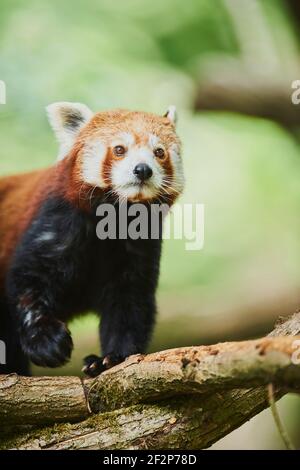 Westlicher kleiner Panda, Ailurus fulgens, Baumstamm, kletternd, gefangen, Deutschland, Europa Stockfoto