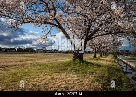 Eine lange Linie japanischer Sakura-Kirschblüten im Heijo-Palast ist der Ort des ehemaligen Kaiserpalastes in Nara Japan Stockfoto