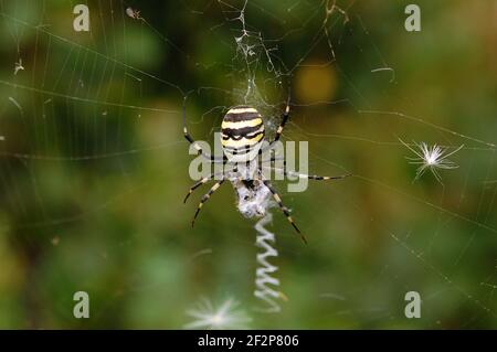 Spinne in ihrem Spinnennetz. Argiope bruennichi. Stockfoto