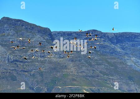 Flock of Greater Flamingos (Phoenicopterus roseus) im Flug mit Tafelberg Hintergrund, Kapstadt, Südafrika. Stockfoto