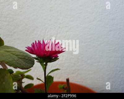 Eine blühende brasilianische Taste oder Centratherum punctatum Blume in einem Topf im Hausgarten Stockfoto