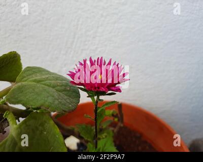 Eine schöne rosa Farbe brasilianischen Knopf oder Centratherum punctatum Blume In einem Topf im Hausgarten Stockfoto