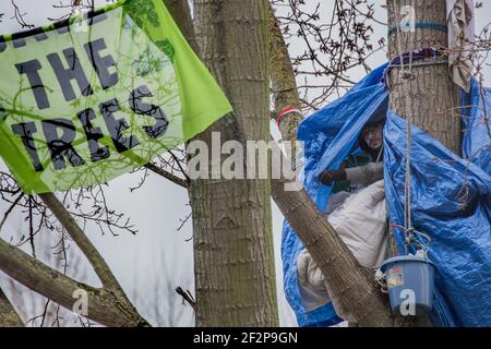 York Gardens, London, Großbritannien. 12th. März 2021. Nach 19 Tagen Baumsitzen wird der letzte Aktivist, der einen 100 Jahre alten schwarzen Pappelbaum besetzt, der zuletzt von Taylor Wimpey Homes und dem Rat von Wandsworth gefällt werden soll, vertrieben. Menschen aus der Nachbarschaft und Aktivisten kämpfen mit friedlichen Protesten und Sit-ins gegen das Hindernis. Am Ende des Tages, angeregt durch die Beschwerden der Einheimischen, verlässt die Baumfäller, nachdem sie die Hälfte des Baumes gefällt haben. (Sabrina Merolla / Alamy Live News) Stockfoto