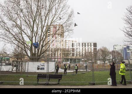 York Gardens, London, Großbritannien. 12th. März 2021. Nach 19 Tagen Baumsitzen wird der letzte Aktivist, der einen 100 Jahre alten schwarzen Pappelbaum besetzt, der zuletzt von Taylor Wimpey Homes und dem Rat von Wandsworth gefällt werden soll, vertrieben. Menschen aus der Nachbarschaft und Aktivisten kämpfen mit friedlichen Protesten und Sit-ins gegen das Hindernis. Am Ende des Tages, angeregt durch die Beschwerden der Einheimischen, verlässt die Baumfäller, nachdem sie die Hälfte des Baumes gefällt haben. (Sabrina Merolla / Alamy Live News) Stockfoto