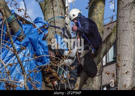 York Gardens, London, Großbritannien. 12th. März 2021. Nach 19 Tagen Baumsitzen wird der letzte Aktivist, der einen 100 Jahre alten schwarzen Pappelbaum besetzt, der zuletzt von Taylor Wimpey Homes und dem Rat von Wandsworth gefällt werden soll, vertrieben. Menschen aus der Nachbarschaft und Aktivisten kämpfen mit friedlichen Protesten und Sit-ins gegen das Hindernis. Am Ende des Tages, angeregt durch die Beschwerden der Einheimischen, verlässt die Baumfäller, nachdem sie die Hälfte des Baumes gefällt haben. (Sabrina Merolla / Alamy Live News) Stockfoto