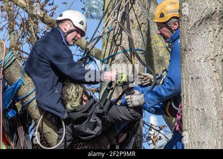 York Gardens, London, Großbritannien. 12th. März 2021. Nach 19 Tagen Baumsitzen wird der letzte Aktivist, der einen 100 Jahre alten schwarzen Pappelbaum besetzt, der zuletzt von Taylor Wimpey Homes und dem Rat von Wandsworth gefällt werden soll, vertrieben. Menschen aus der Nachbarschaft und Aktivisten kämpfen mit friedlichen Protesten und Sit-ins gegen das Hindernis. Am Ende des Tages, angeregt durch die Beschwerden der Einheimischen, verlässt die Baumfäller, nachdem sie die Hälfte des Baumes gefällt haben. (Sabrina Merolla / Alamy Live News) Stockfoto