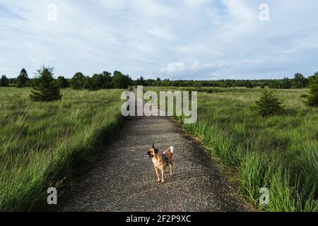 Sommerspaziergang mit Ihrem Hund durch die Hohen Fens in Belgien Stockfoto