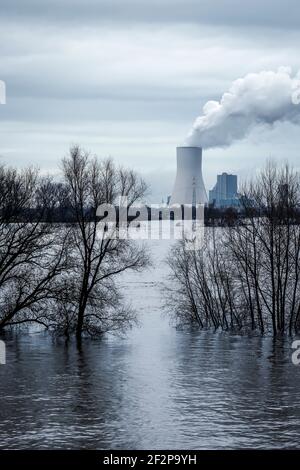 Duisburg, Nordrhein-Westfalen, Deutschland - Hochwasser am Rhein, die Bäume am Deich im Landkreis Marxloh stehen unter Wasser, hinter dem Kohlekraftwerk Steag Duisburg Walsum. Stockfoto