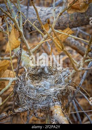 Verlassene Vogelnest aus dem Vorjahr in Plains Cottonwood Baum (Populus sargentii), Castle Rock Colorado USA. Foto aufgenommen im März. Stockfoto