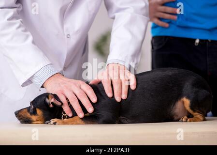 Alter Tierarzt untersucht Hund in der Klinik Stockfoto