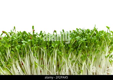 Grüne Gartenkresse isoliert vor weißem Hintergrund Stockfoto