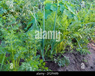 Mischkultur im Garten: Karotte (Daucus carota) und Zwiebel (Allium cepa) Stockfoto