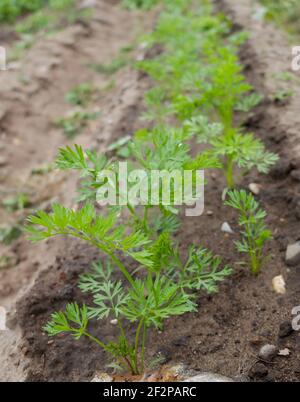 Karotte 'Treenetaler' (Daucus carota) im Bett Stockfoto